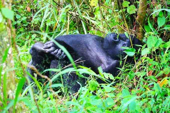 Budget camping safari near Bwindi Impenetrable National Park in Uganda