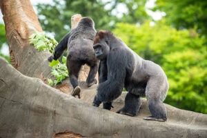 Mountain gorilla family with a silverback, adult females and young gorillas in Uganda