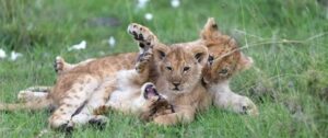 Lake Nakuru wildlife safari and Diani Beach holiday on Kenya's Indian Ocean coast