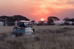 Off-season safari in Tanzania with wildebeest grazing on the green Serengeti plains