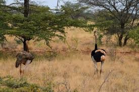 Off-season safari in Kenya with elephants and green savannah landscapes