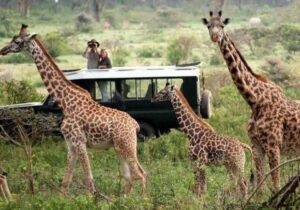 Off-season safari in Rwanda featuring mountain gorillas in Volcanoes National Park and wildlife in Akagera