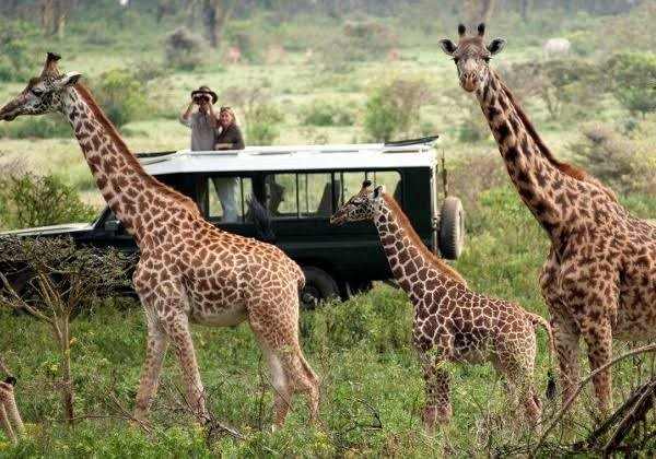 Off-season safari in Rwanda featuring mountain gorillas in Volcanoes National Park and wildlife in Akagera
