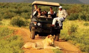 Off-season safari in Uganda with elephants in a lush green national park landscape