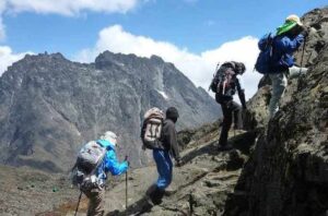 Trekking the Rwenzori Mountains in Uganda through high-altitude alpine vegetation toward snow-capped peaks