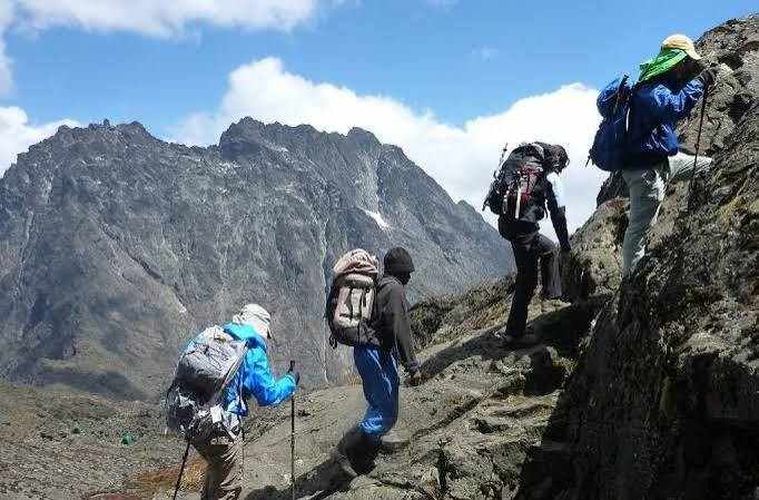 Trekking the Rwenzori Mountains in Uganda through high-altitude alpine vegetation toward snow-capped peaks