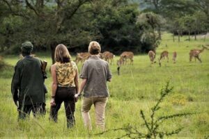 Guided walking safari in Uganda with visitors exploring African wildlife and savannah on foot