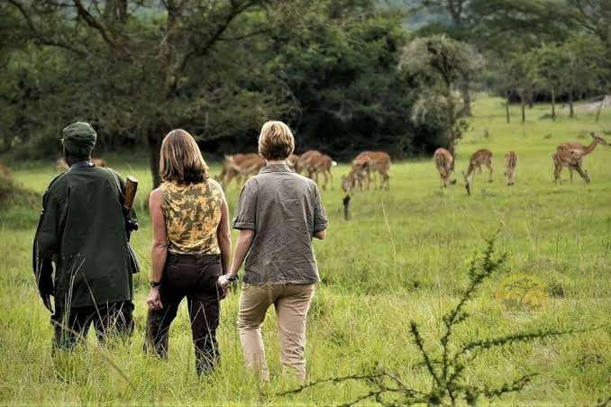 Guided walking safari in Uganda with visitors exploring African wildlife and savannah on foot