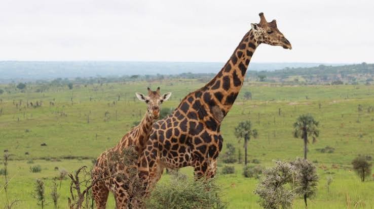 Uganda safari from giraffe viewing in the savannah to mountain gorilla trekking in Bwindi Impenetrable National Park
