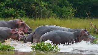 Uganda Wildlife Authority national park entrance and visitor payment arrangements for a Uganda safari