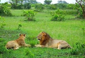 African Big Five wildlife safari in Uganda featuring a lion, leopard, elephant, buffalo and rhinoceros