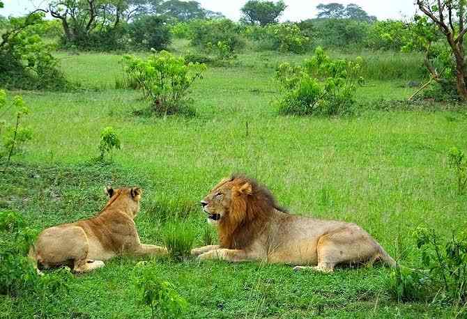 African Big Five wildlife safari in Uganda featuring a lion, leopard, elephant, buffalo and rhinoceros