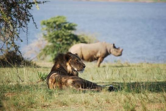 Big Five animals in Rwanda’s Akagera National Park on a guided African wildlife safari