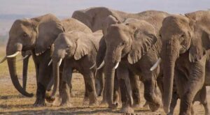 Big Five animals on a Kenya safari featuring a lion, leopard, elephant, buffalo and rhinoceros
