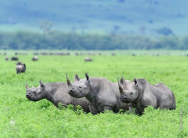 African Big Five wildlife on a Tanzania safari featuring a lion, leopard, elephant, rhino and buffalo
