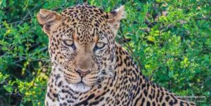Lions, leopards and cheetahs in the Maasai Mara during a Kenya big cat safari