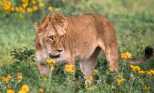 Lions and a leopard in Uganda’s savannah national parks on a big cat safari