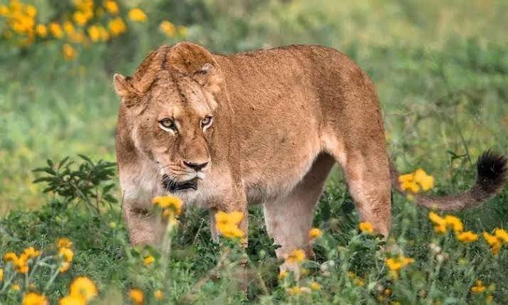 Lions and a leopard in Uganda’s savannah national parks on a big cat safari