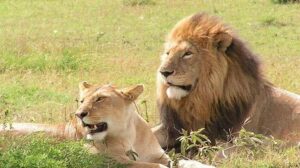 Big cats on a Rwanda safari in Akagera National Park, home to lions and leopards