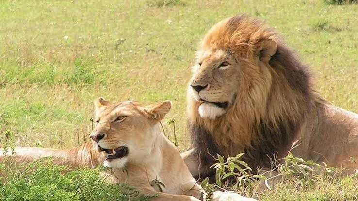 Big cats on a Rwanda safari in Akagera National Park, home to lions and leopards