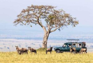 Tips for planning a safari to Kenya with elephants on the African savannah