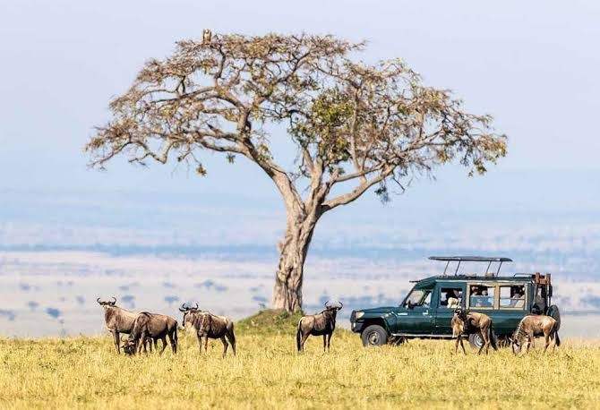 Tips for planning a safari to Kenya with elephants on the African savannah