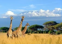Planning a safari to Kenya with elephants on the African savannah beneath Mount Kilimanjaro