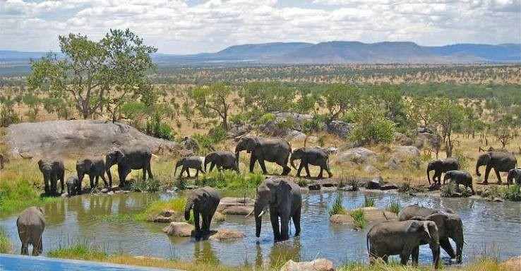 Best wildlife in Kenya featuring African elephants, lions and zebras on a savannah safari