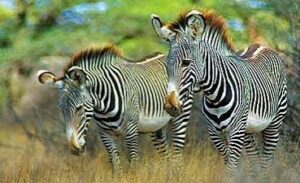 Popular national parks in Kenya featuring elephants beneath Mount Kilimanjaro on an African wildlife safari