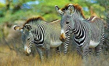 Popular national parks in Kenya featuring elephants beneath Mount Kilimanjaro on an African wildlife safari