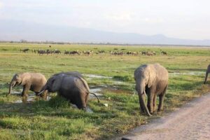 Amboseli safari cost guide featuring elephants beneath Mount Kilimanjaro in Kenya