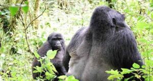 Gorilla and wildlife safari in Uganda with Mambo Gorilla Safaris