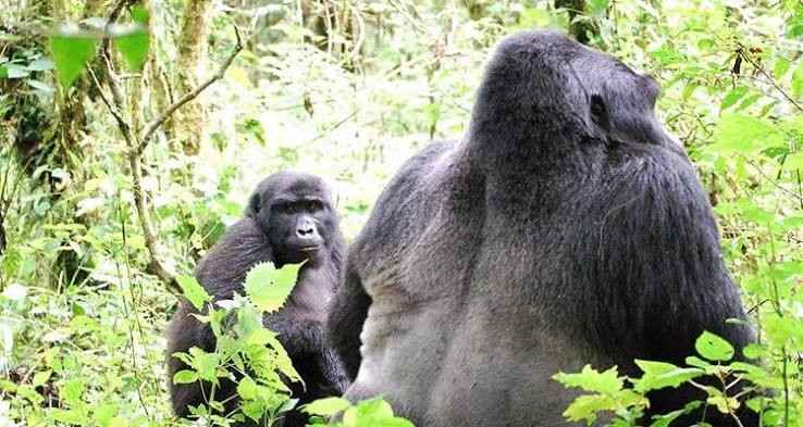 Gorilla and wildlife safari in Uganda with Mambo Gorilla Safaris