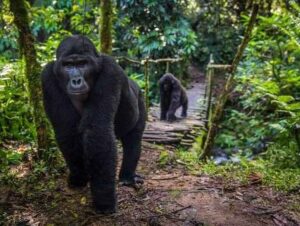 Gorilla trekking in Rushaga and Nkuringo with Mambo Gorilla Safaris