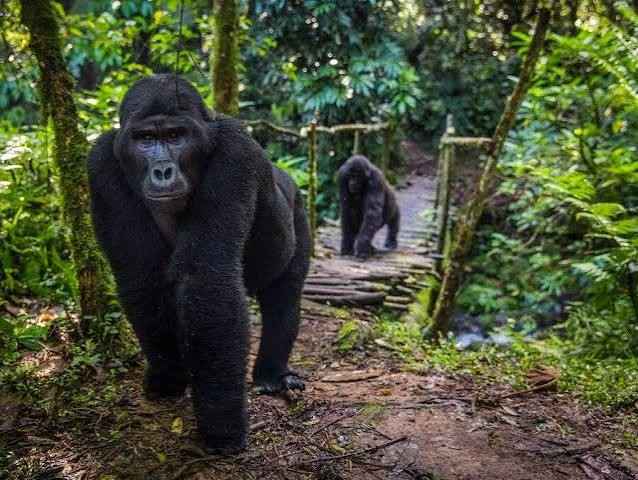 Gorilla trekking in Rushaga and Nkuringo with Mambo Gorilla Safaris