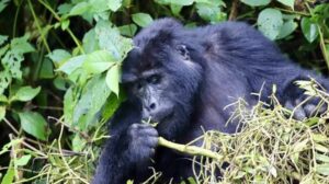 Habituated mountain gorilla family in Bwindi Uganda