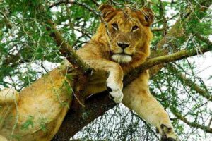 Lion and leopard tracking in Queen Elizabeth National Park with gorilla trekking in Bwindi Uganda