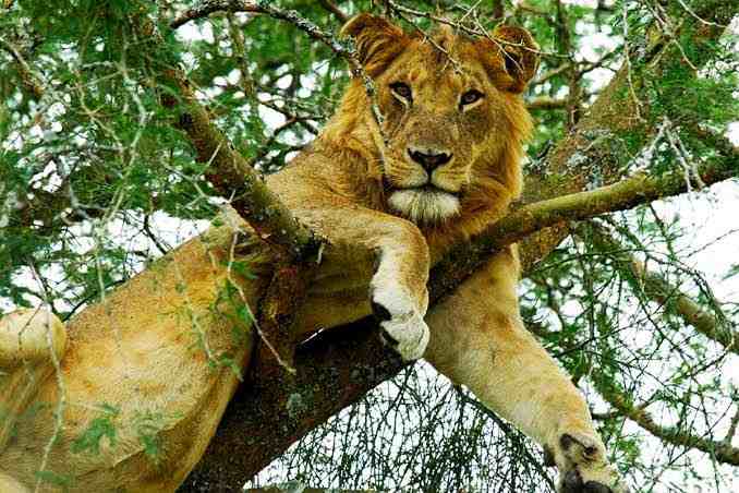 Lion and leopard tracking in Queen Elizabeth National Park with gorilla trekking in Bwindi Uganda