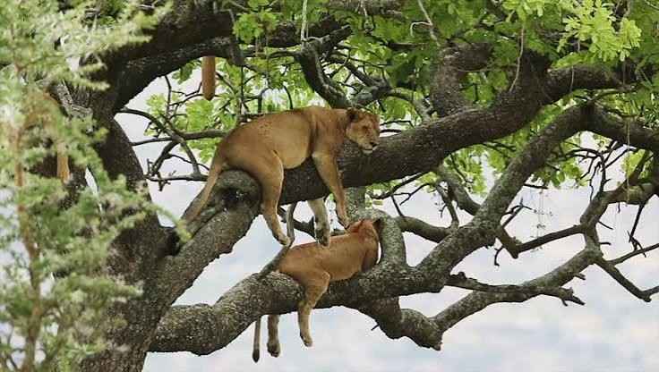 Gorilla trekking in Bwindi and tree-climbing lions in Ishasha Uganda