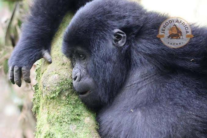 Gorilla habituation experience in Uganda combined with Kenya safari