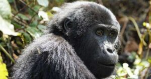 Gorilla trekking and Batwa experience in Mgahinga Uganda with Mambo Gorilla Safaris
