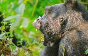 Gorilla trekking and Batwa cultural experience in Uganda with Mambo Gorilla Safaris