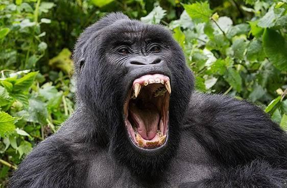3-day double gorilla trekking tour in Uganda via Kigali with Mambo Gorilla Safaris