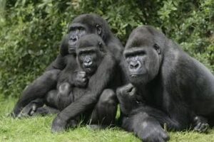2-day gorilla trekking safari from Kigali Rwanda with Mambo Gorilla Safaris