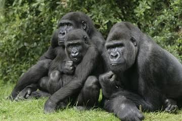 2-day gorilla trekking safari from Kigali Rwanda with Mambo Gorilla Safaris