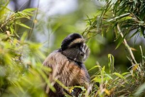 Golden monkey trekking in Volcanoes National Park Rwanda