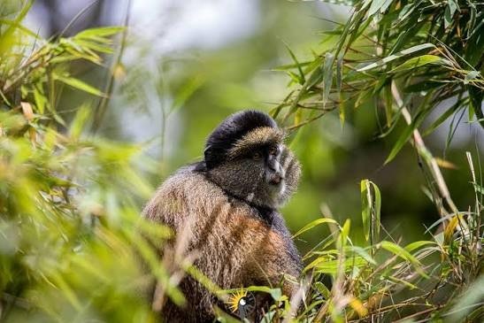 Golden monkey trekking in Volcanoes National Park Rwanda