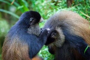 Golden Monkey Habituation Experience in Mgahinga National Park Uganda