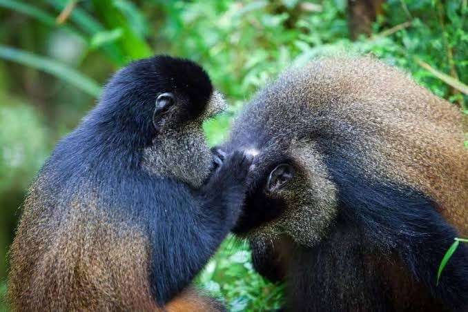 Golden Monkey Habituation Experience in Mgahinga National Park Uganda