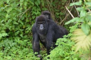 Mountain gorilla during gorilla trekking in Mgahinga National Park Uganda
